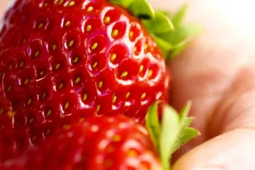 Jarní mrazíky zdraží jahody. Samosběry začnou později