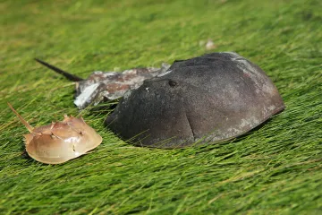 Očkování na koronavirus se testuje na modré krvi pravěkých ostrorepů