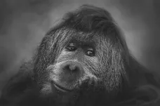 Ústecká zoo musela dát utratit orangutana Ferdu. V 55 letech byl druhý nejstarší na světě