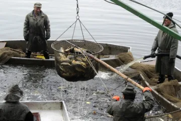 Rybáři hlídají ve dne v noci, aby byli kapři na vánoční stůl