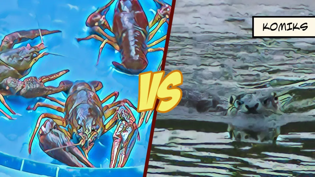 Návrat raka do přírody je ohrožen