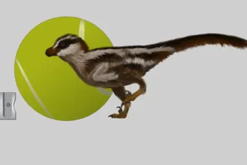 Vědci našli nejmenší dinosauří stopy na Zemi. Jejich tvůrce byl malý jako vrabec