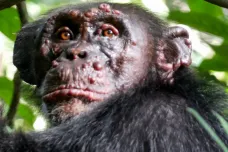 Vědci našli v přírodě šimpanze nakažené leprou. Netuší, jak se na ně nemoc mohla přenést