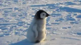 Mládě tučňáka