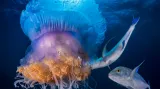 Život pod hladinou, bez zrcadlovky: "Feasting" Giant Kingfish predating on Giant Crown Jellyfish