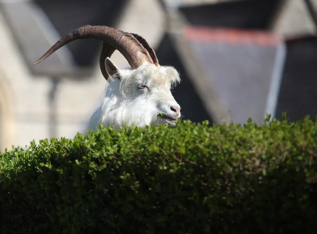 Běžně divoce žijící kozy využily liduprázdných ulic a vydaly se pást na městské trávníky