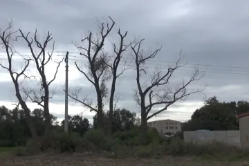 V Cítolibech možná někdo otrávil staré vrby, aby se jich zbavil. Policie se případem zabývá