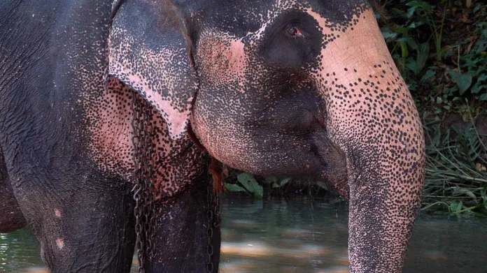 Fotografie Petra Našice z Pinnawala Elephant Orphanage