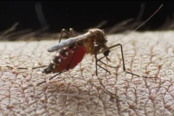 V Česku přibývá případů horečky dengue