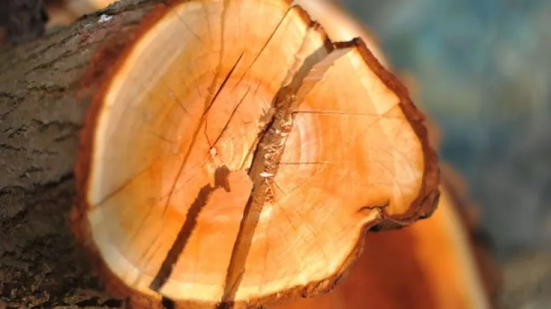 Ministerstvo chce chránit stromy před jejich vlastníky, zpřísní vyhlášku