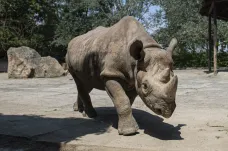 Ve Rwandě uhynul jeden z pěti nosorožců převezených ze Dvora Králové