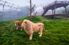 V táborské zoo se zabydluje vzácný bílý lev Gandalf