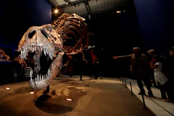 Silný skus dravých dinosaurů umožnily zploštěné oční důlky, uvádí studie 