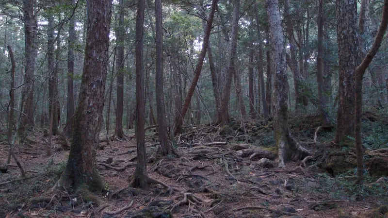 Aokigahara
