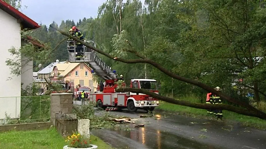 Spadlý strom