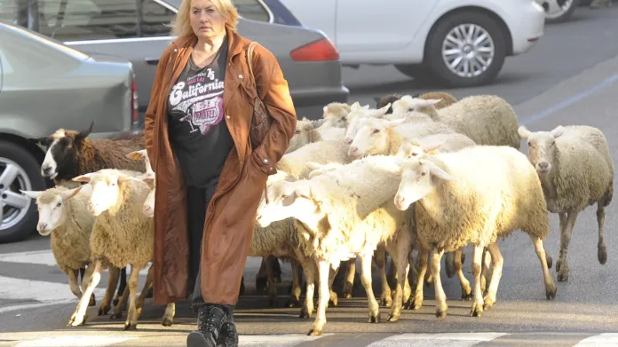 Zuzana Michnová a stádo ovcí