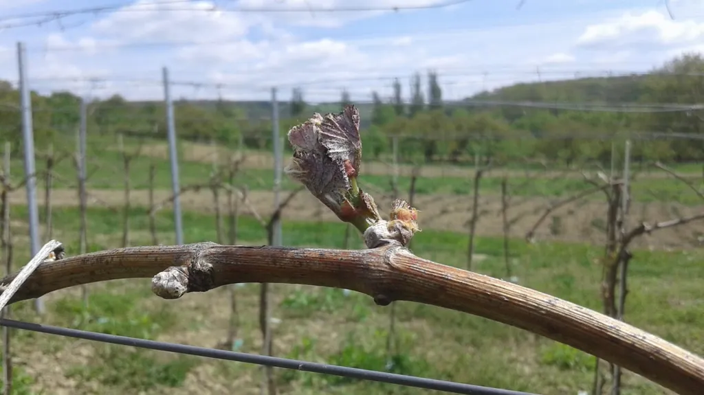 Mrazy poškodily vinice