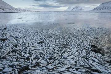 Český Ibuprofen a antibiotika se dostanou až do moře. V rybách pak tyto látky znovu konzumujeme