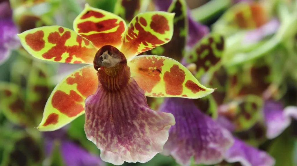 Orchidej