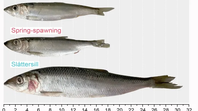 Rychlý růst nově popsaného druhu baltského sledě (Slåttersill) ve srovnání s ostatními baltskými polulacemi
