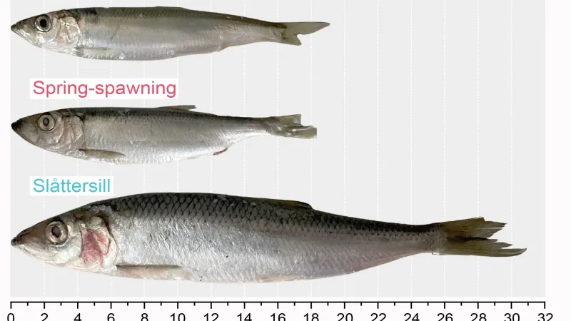 Rychlý růst nově popsaného druhu baltského sledě (Slåttersill) ve srovnání s ostatními baltskými populacemi