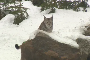 Počet rysů v českých lesích mírně narůstá, tvrdí mezinárodní průzkum