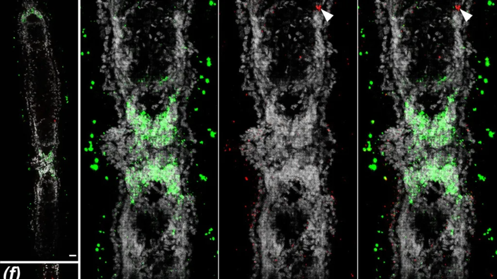 Pučení hlavičky na těle ploštěnky