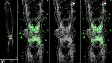 Pučení hlavičky na těle ploštěnky
