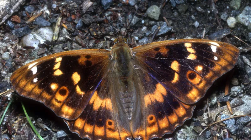 Podle ekologů by stavba zasáhla do biotopu například motýla batolce červeného