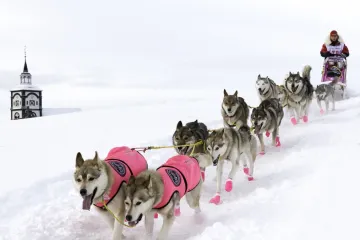 Na cestě. Psí láska táhne českou musherku sněhem, životem i do kin