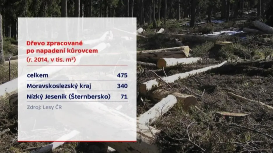 Dřevo zpracované po napadení kůrovcem