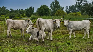 V ptačím parku Kosteliska u Dubňan na Hodonínsku pomáhá se spásáním trávy na zkoušku několik kusů skotu a koní