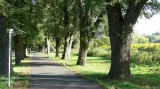 Stromořadí u silnice