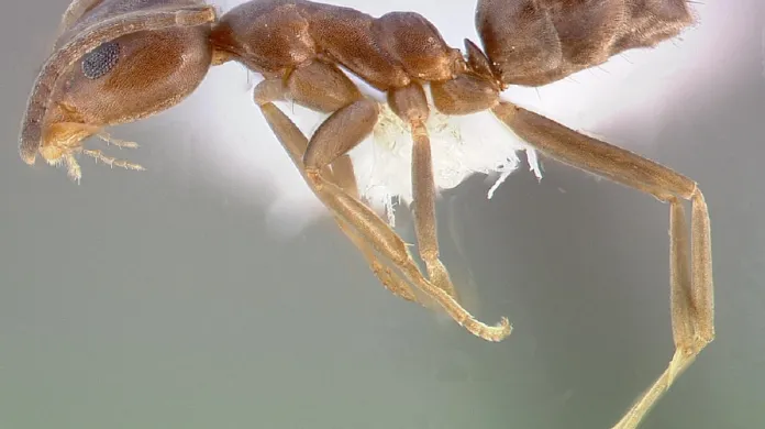 Argentinský mravenec