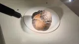 Zkamenělá šiška pod mikroskopem