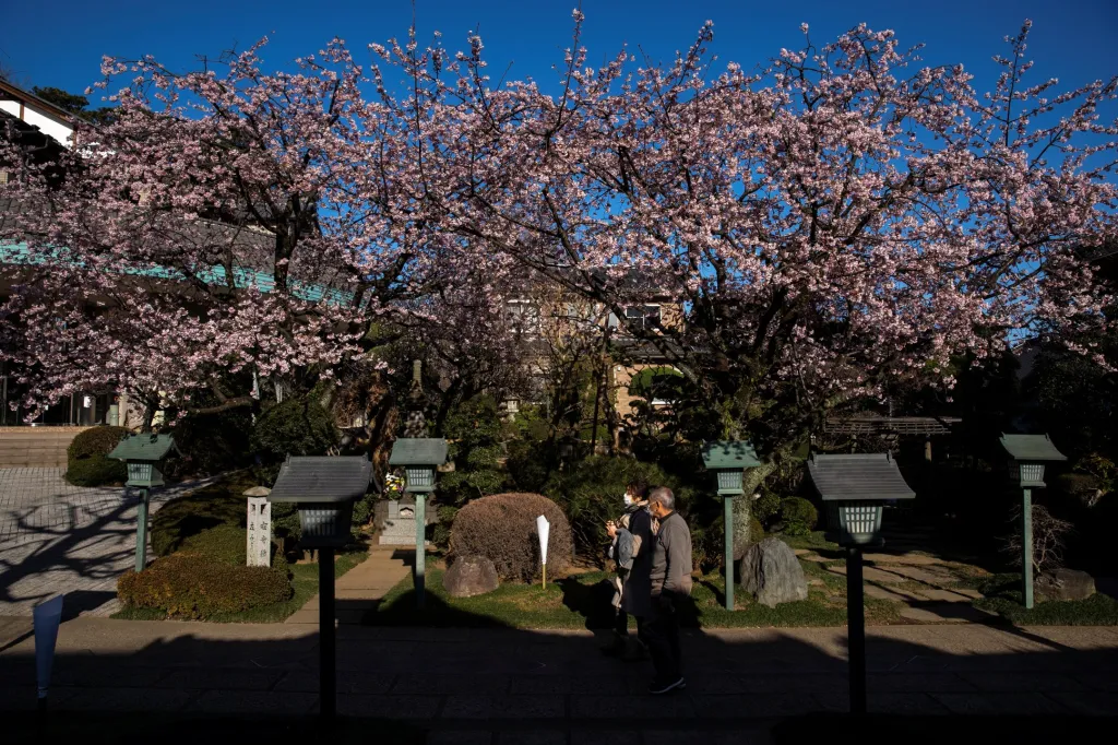 Nádherné stromy v japonské prefektuře Saitama připomínají klenutím bonsaje