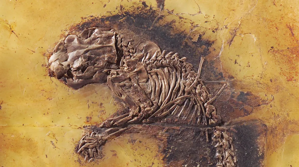 Zkamenělina z Messelu