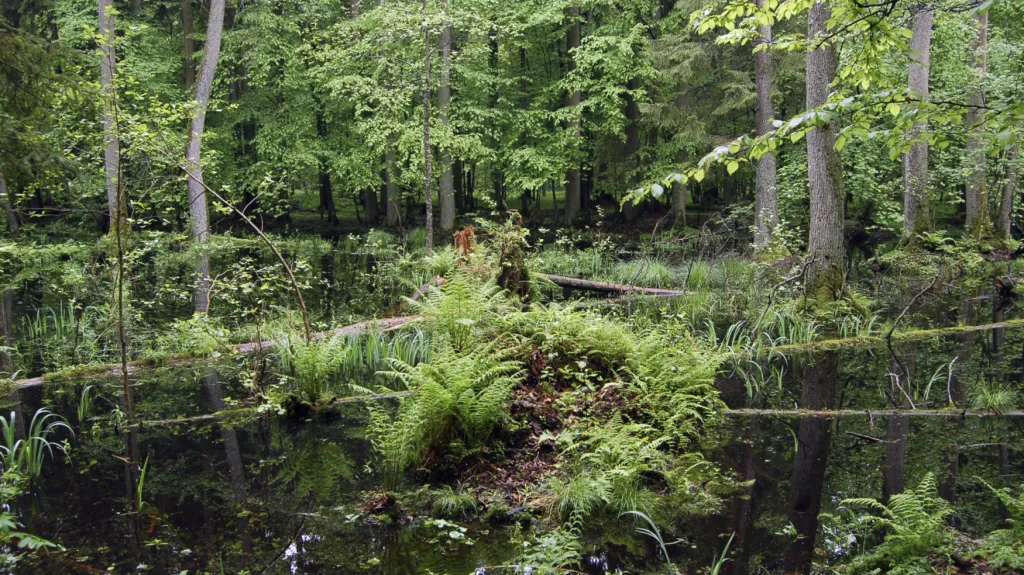 Bělověžský prales