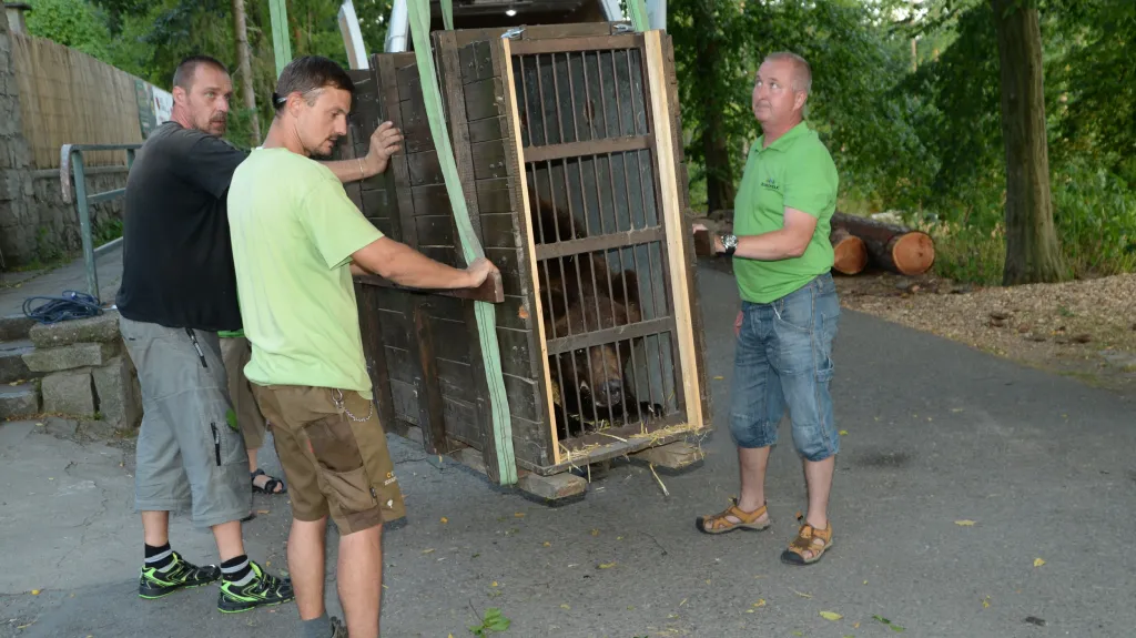 Nakládka medvědů v Zoo Olomouc