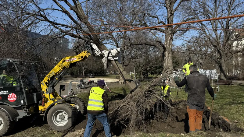 Karlovo náměstí v Praze se chystá na rekonstrukci, probíhá přesadba stromů