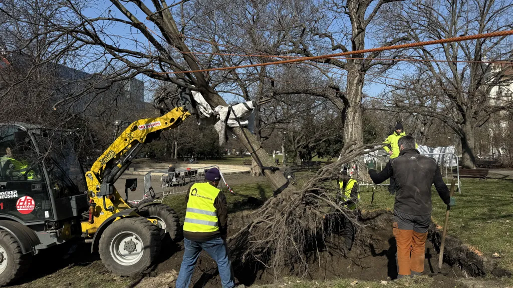 Stěhování stromů na Karlově náměstí v Praze
