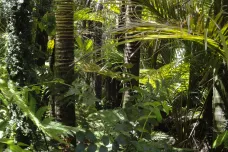 Domorodí obyvatelé v Amazonii po tisíce let nevyhubili ani jediný druh rostlin