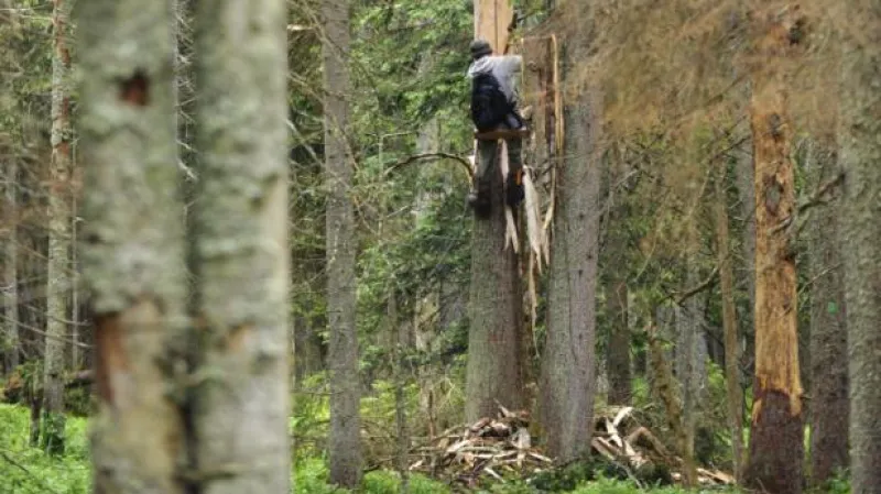 Lezec odkorňuje strom