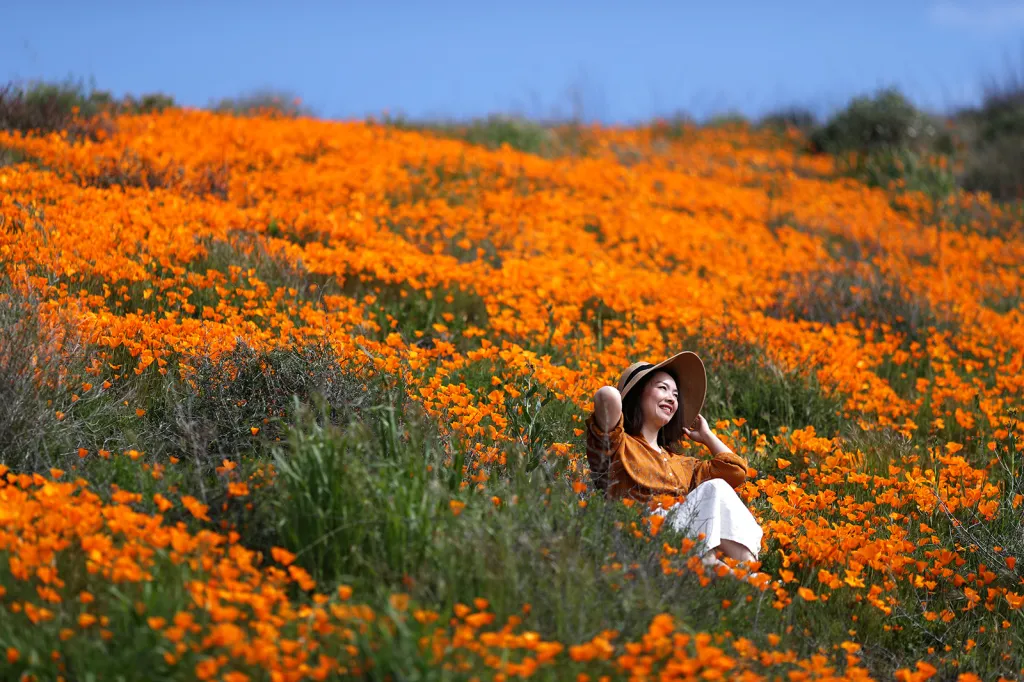 Žena odpočívající mezi květy máku u jezera Elsinore v Kalifornii