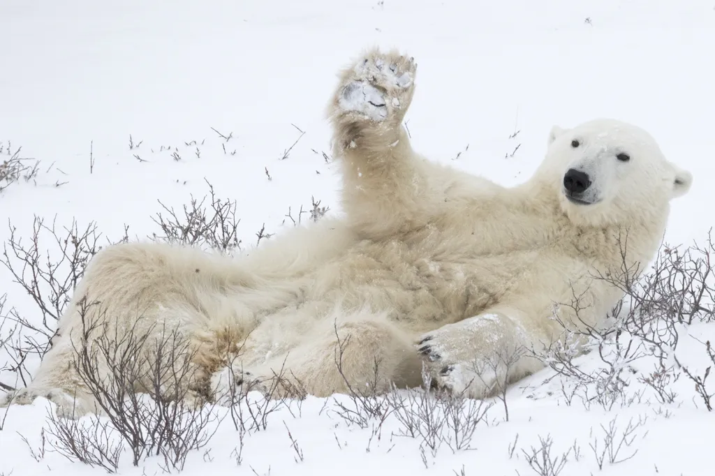 Lední medvěd (Manitoba, Canada)