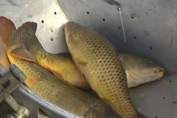 Do vyčištěné Luhačovické přehrady se vrátily ryby