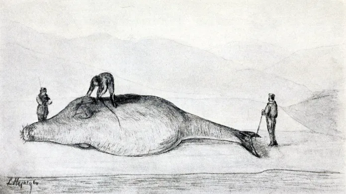 Zobrazení korouna z deníku Georga Wilhelma Stellera