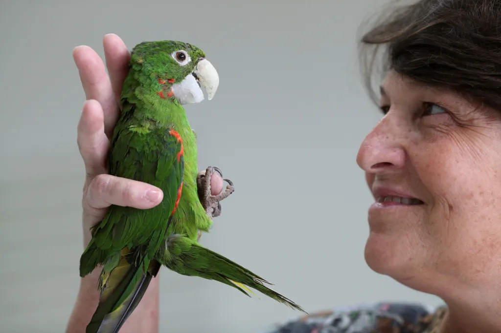 Veterinářka Maria Angela Panelli kontroluje papouška, kterému voperovala protézu zobáku vyrobenou z pryskyřice