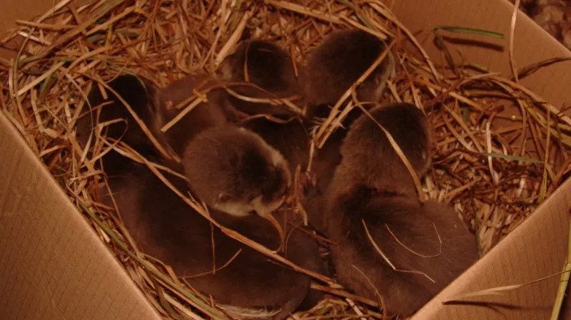 Mláďata vydry malé