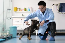 Čínská policie naklonovala svého nejlepšího služebního psa. Je to Sherlock Holmes mezi vlčáky